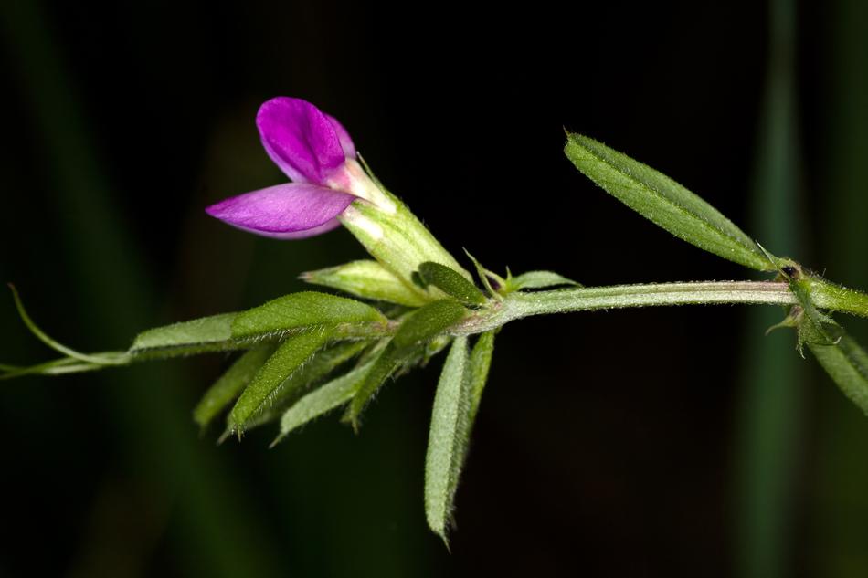 Bloom Wiesnkraut Lathyrus
