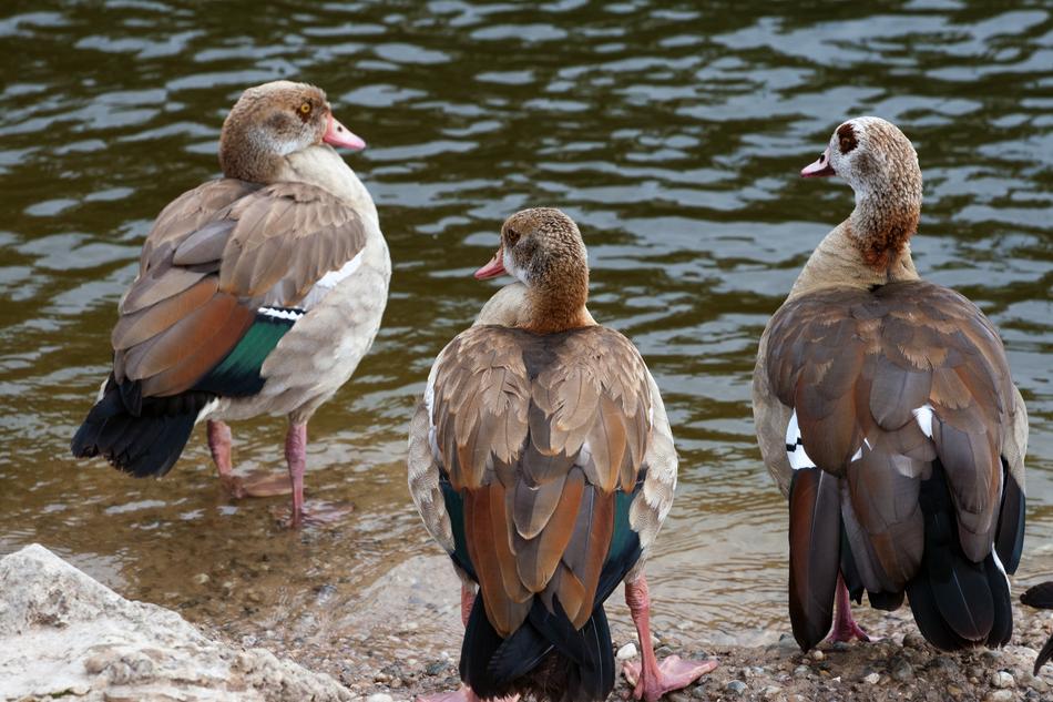Wild Nilgans Widgans