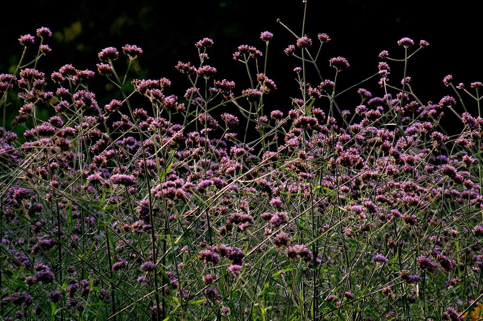 Flowers Meadow Violet