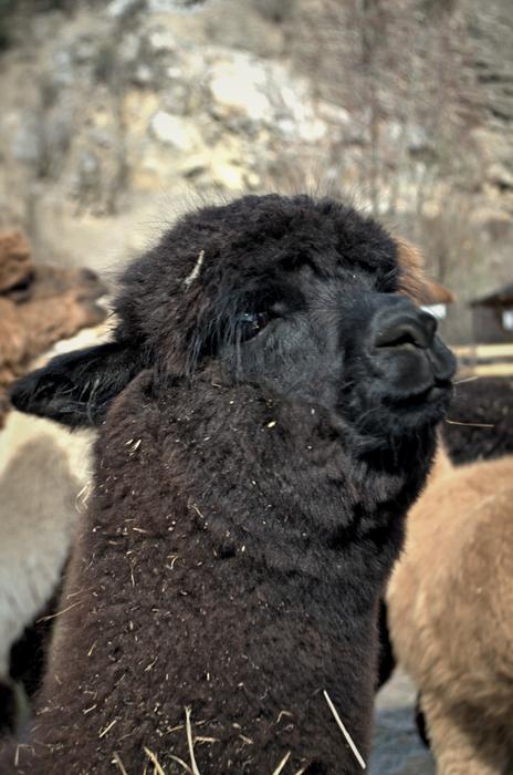 Lama Detail Wave
