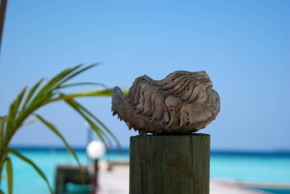 Seashell with blurred background