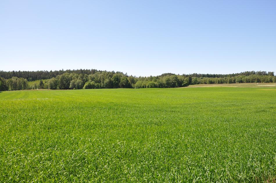 Grass Go Summer
