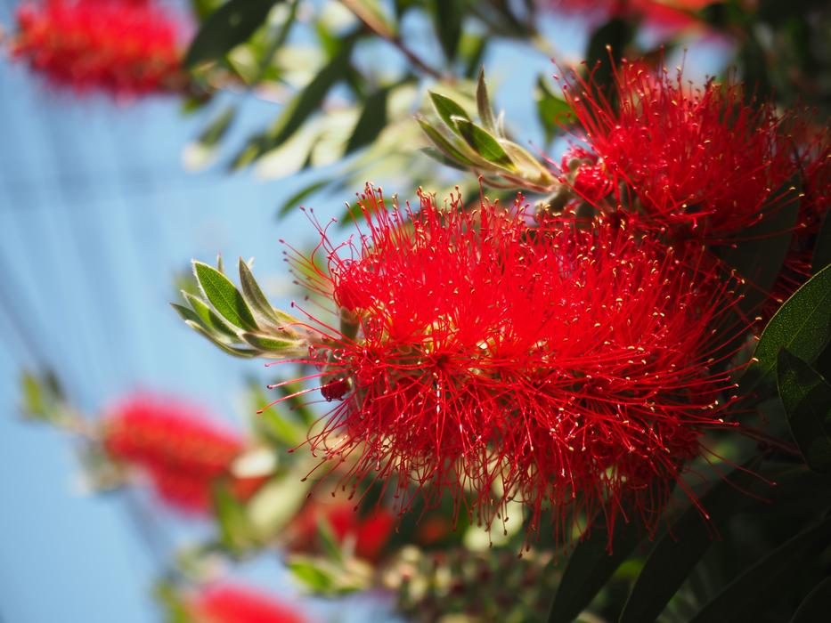 Callistemon Early Summer Flowers