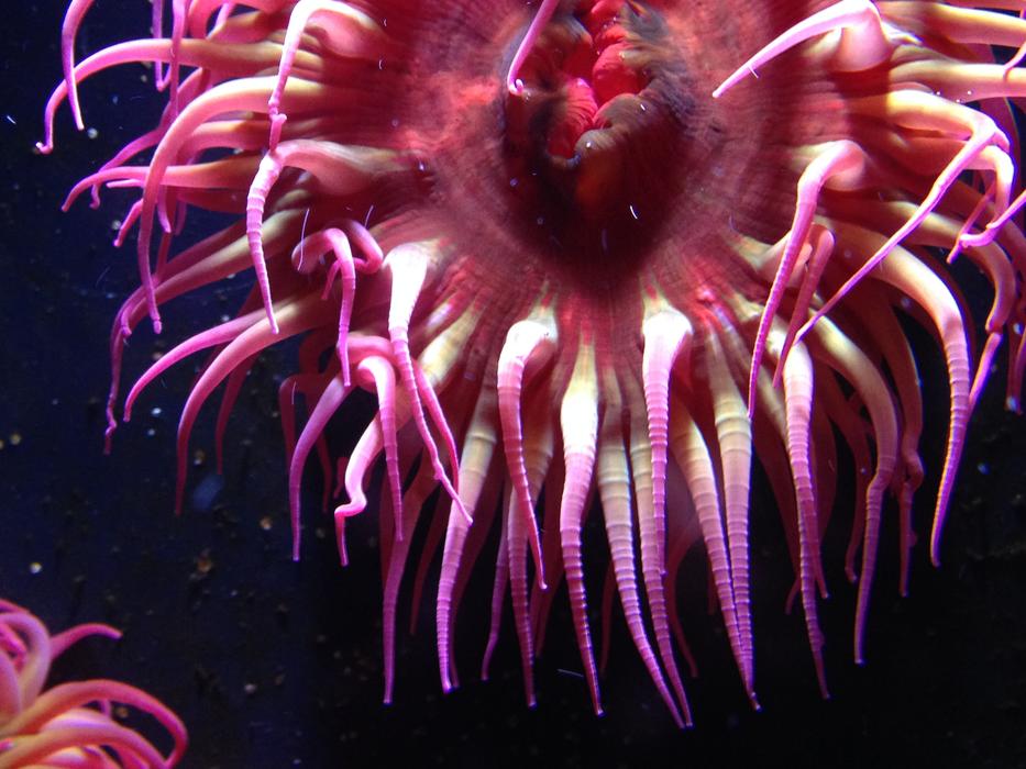 Anemone Aquarium