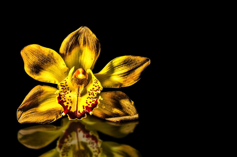 gold Bloom Orchid black background