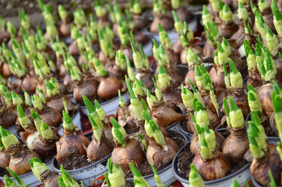 Spring Flower Bulbs