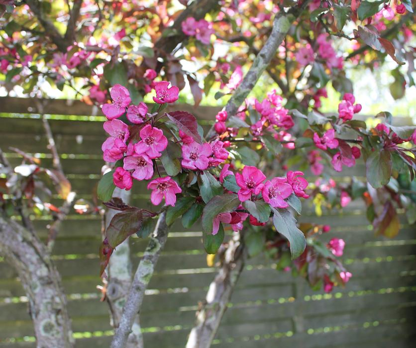 Paradisæbletræ Wood Apple Tree