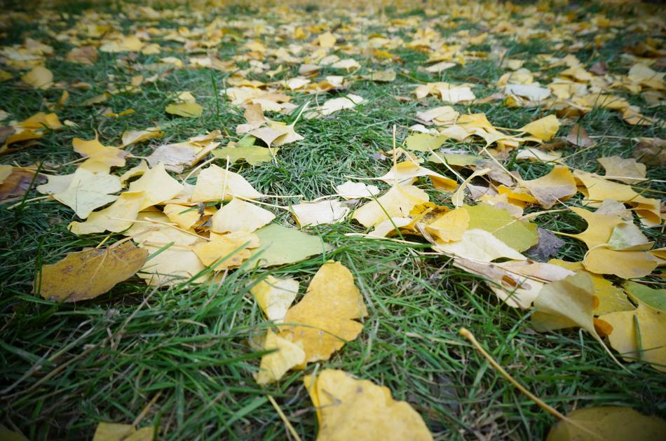 Defoliation Grassland