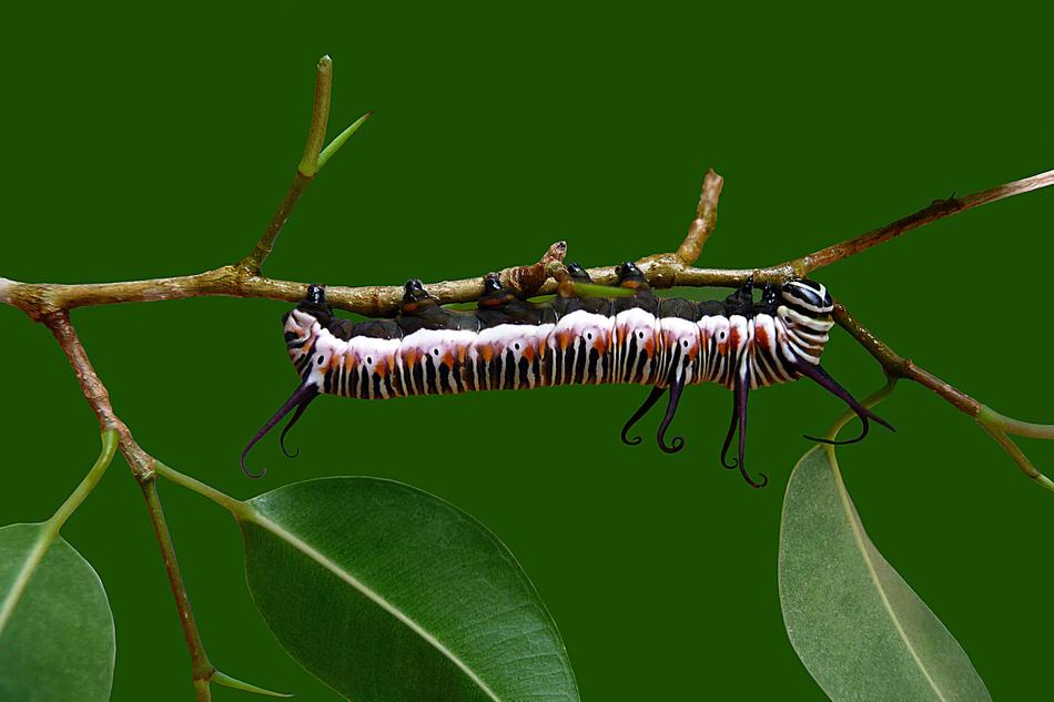 Catapillar Butterfly