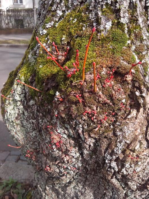 Scion Spring Tree