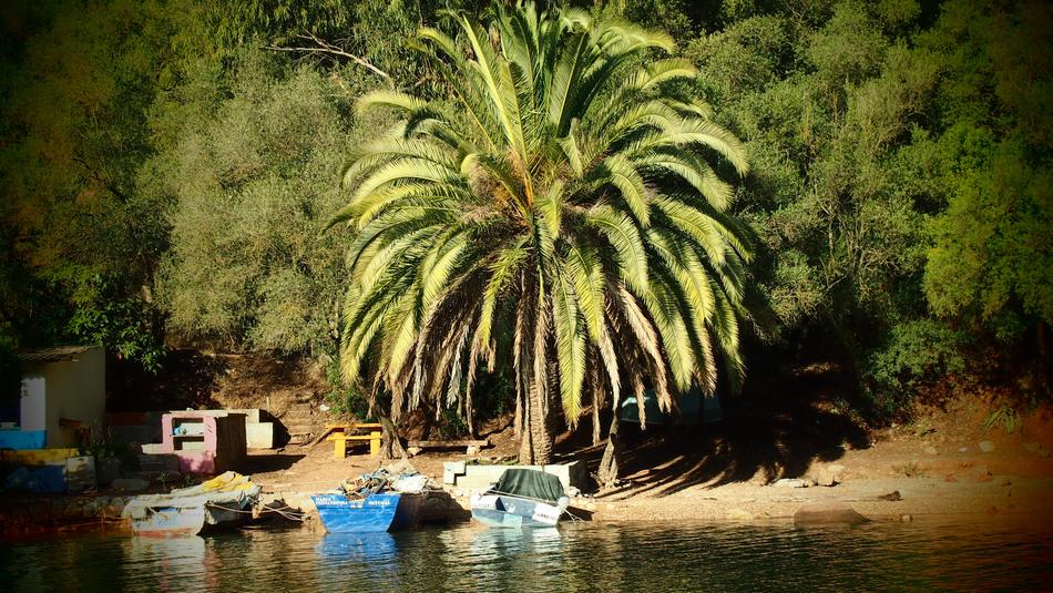 Palm Tree Comporta