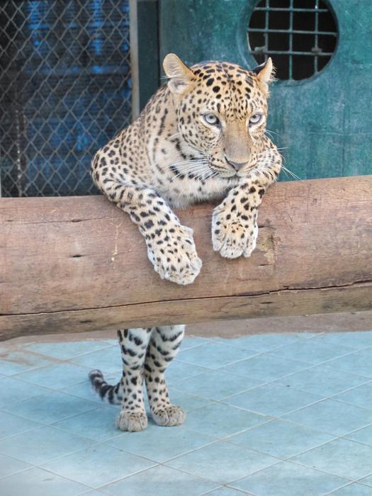 big cat Leopard in cage