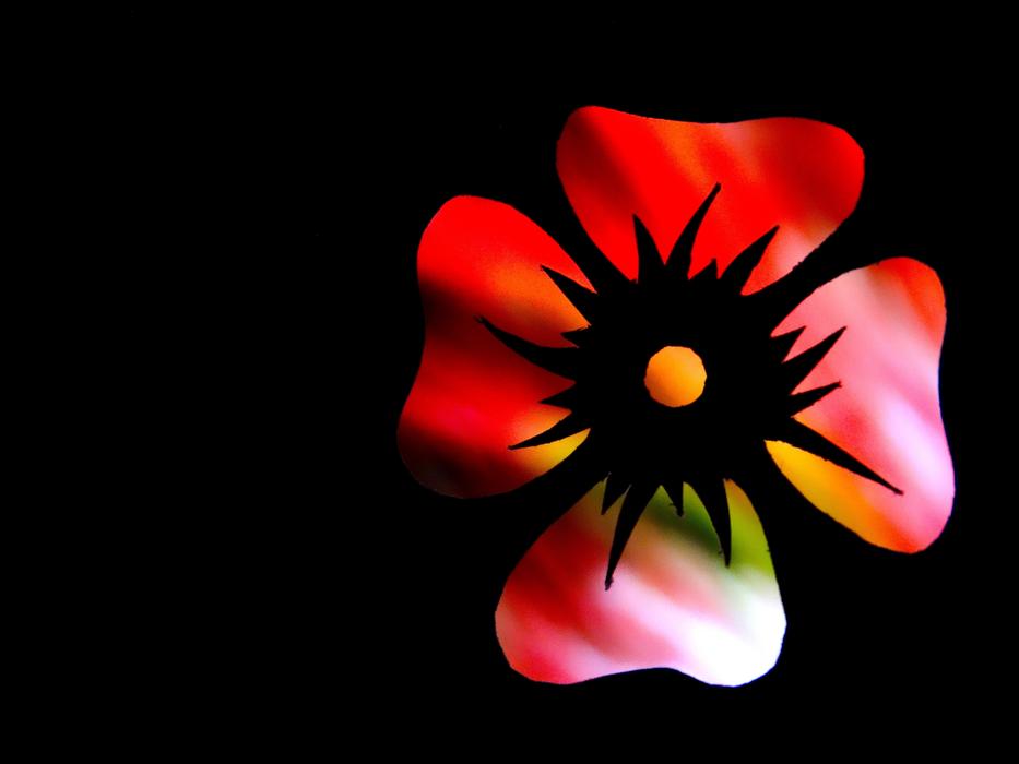 red flower as a work of art on black