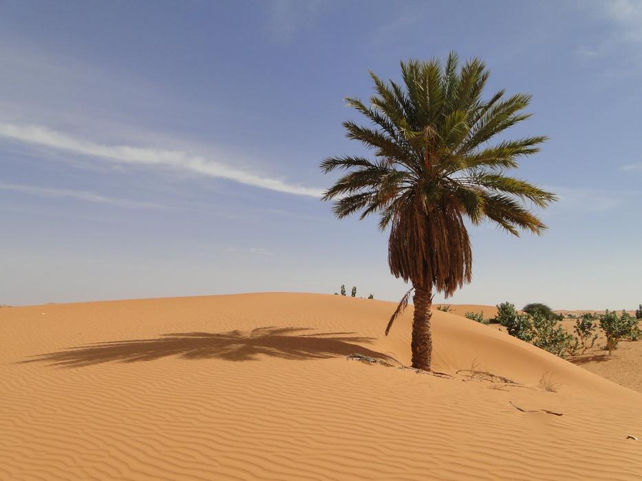 Palm Desert