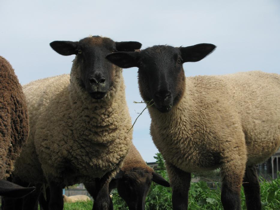 Sheep Grazing Wool