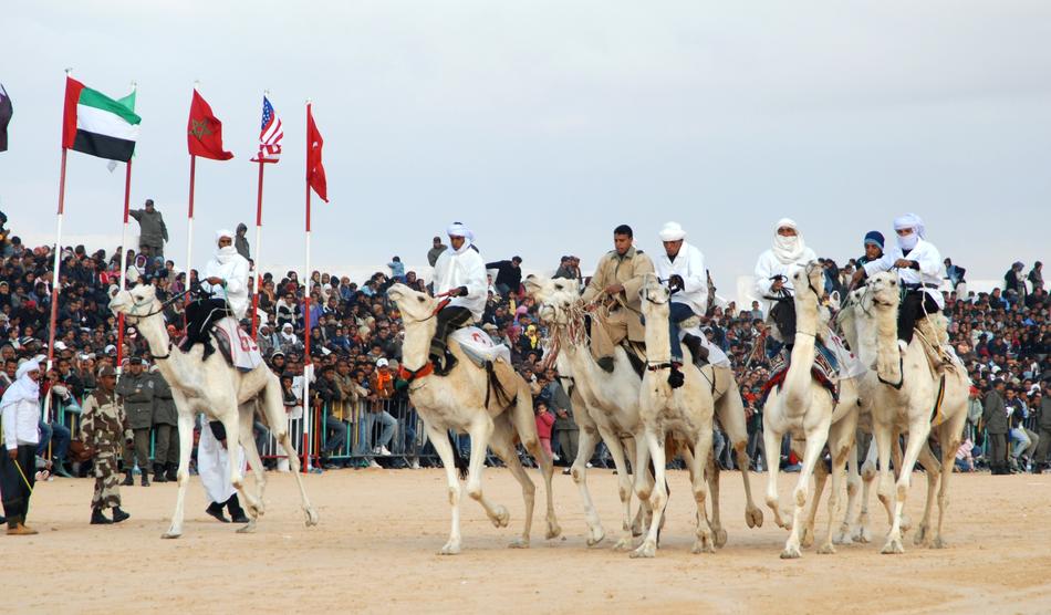 Tunisia Camel Racing Douz