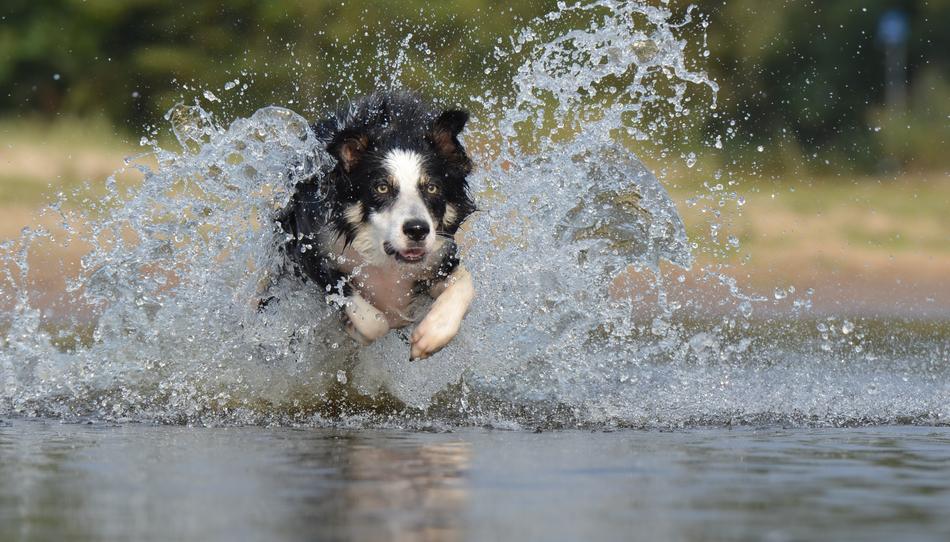 Border Collie Jump Water British free image download