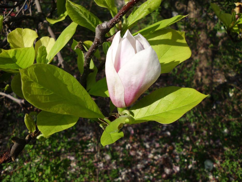 magnolia Flower on branch at Spring