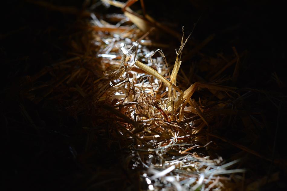 Straw Once Raw Sunlight