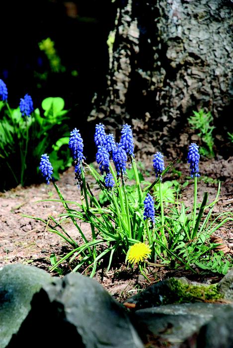Blue sunlit flowers growing in the forest