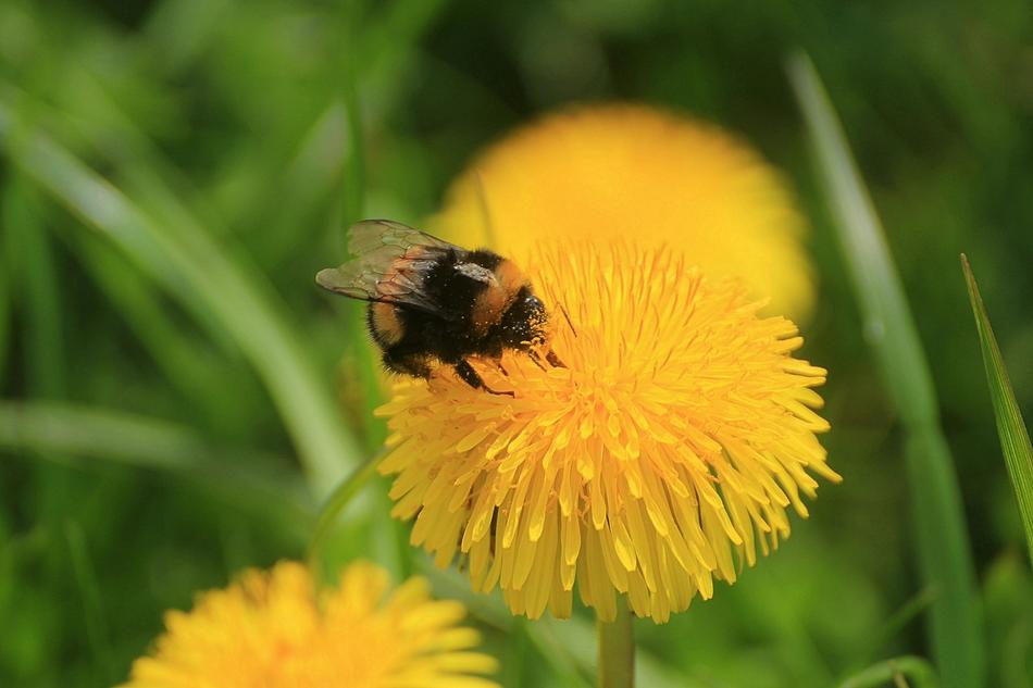 Dandelion and beeTaraxacum