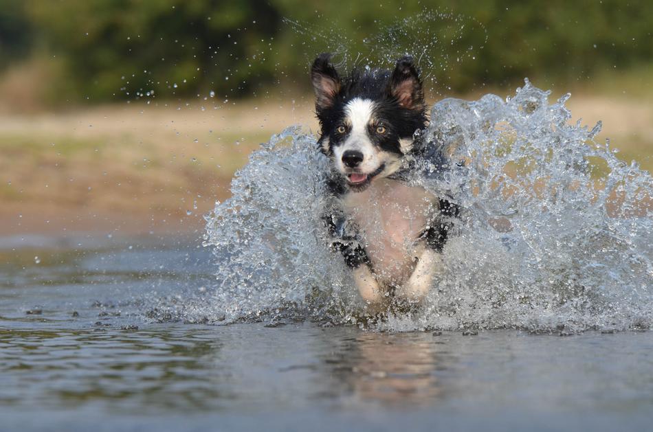 British Border Collie Jump in Water
