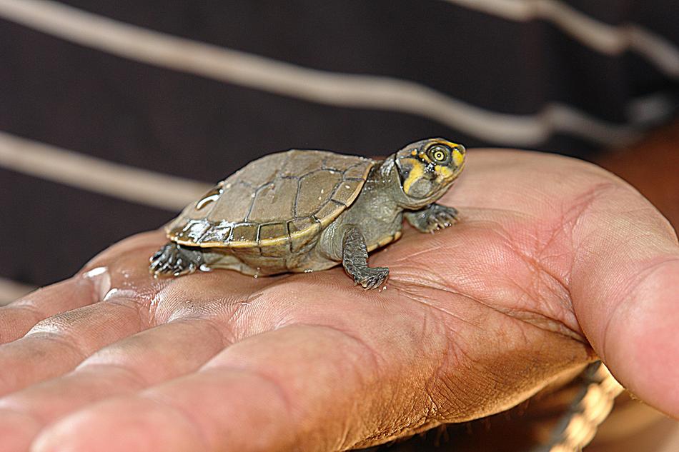 Turtle Peta Bebe