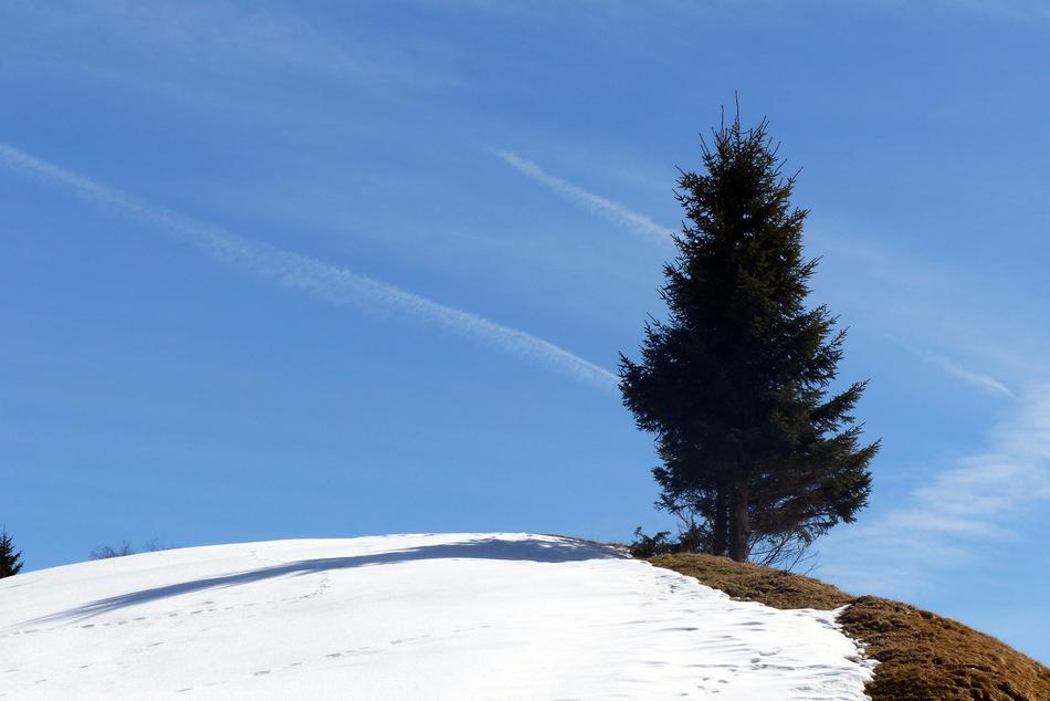 Spruce Hill Snow Reste Late