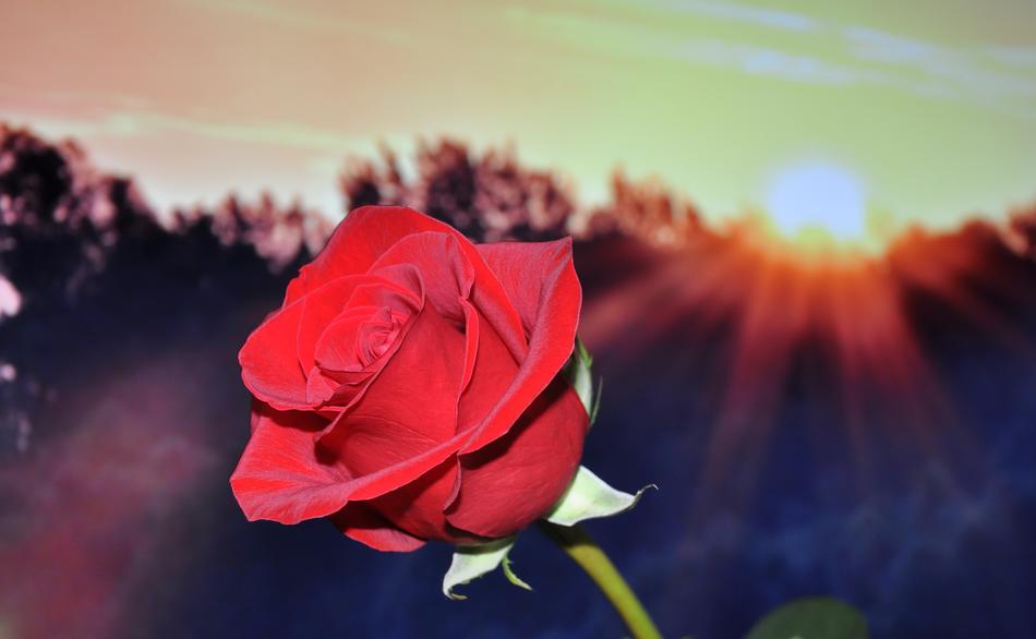 Rose, Red flower at sunset