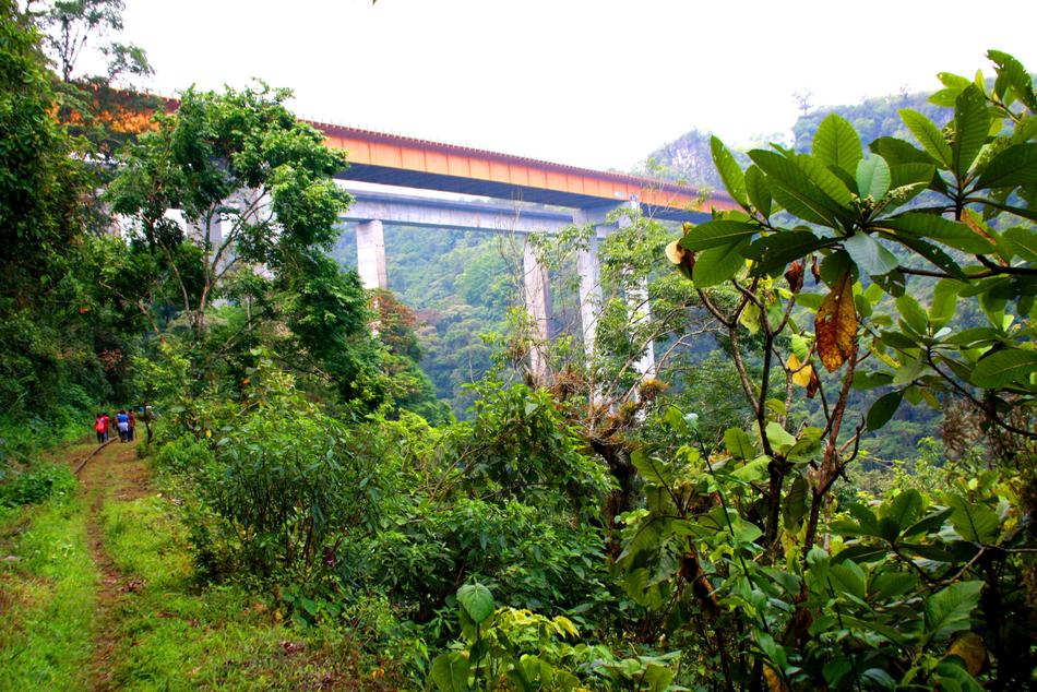 Metlac Bridge Flora