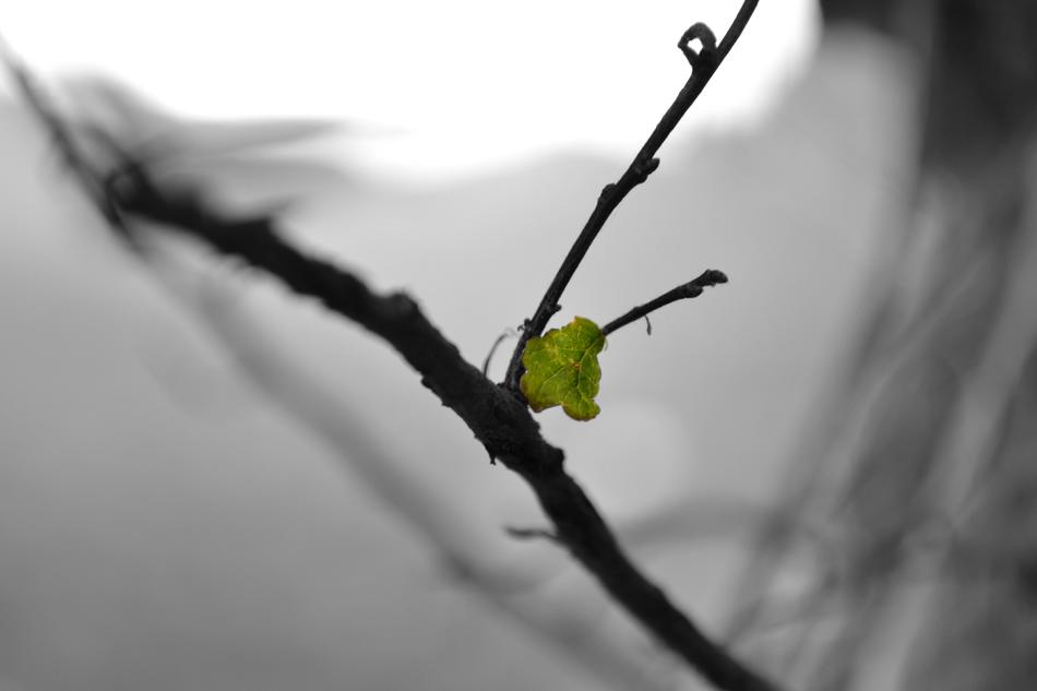 Leaf Branch