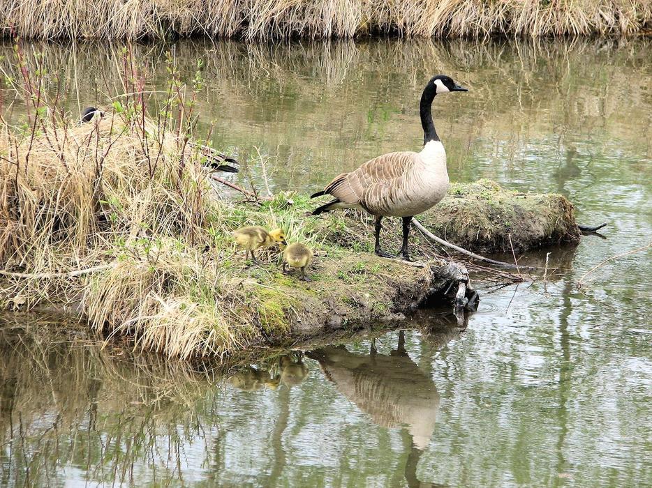 goose stands in the water and looks away