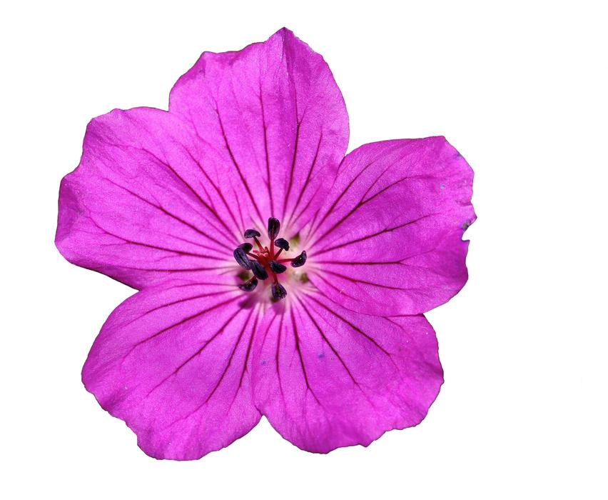 purple flower on white background