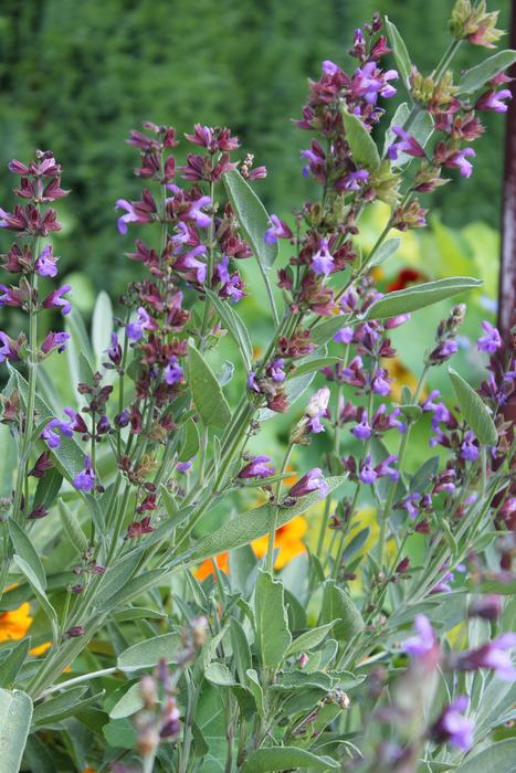 Sage Blossom Bloom at garden