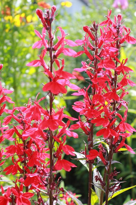 Salvie Red flowers