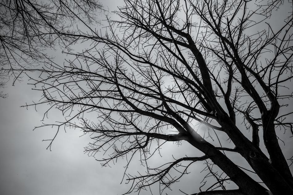 black tree against gray sky in japan