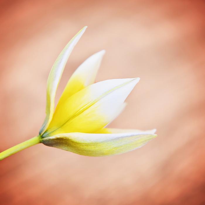 Star Tulip, Small Flower at blur background, digital art