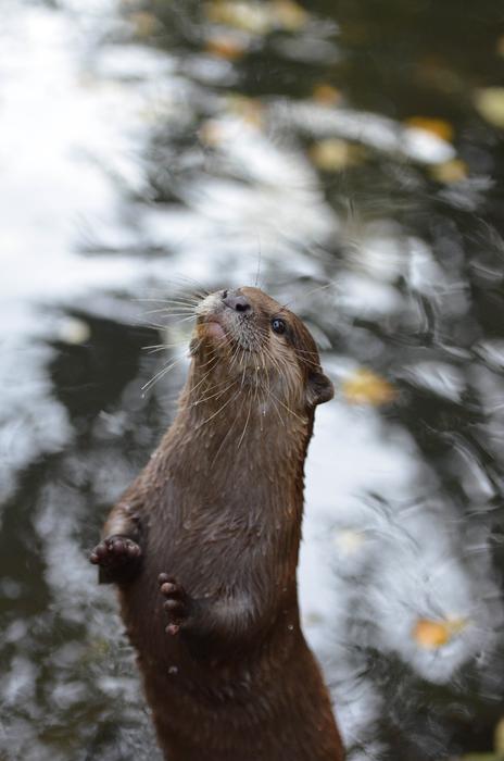 Otter Zoo