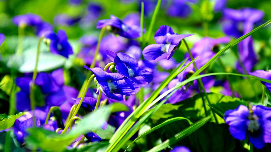 Spring Violet
