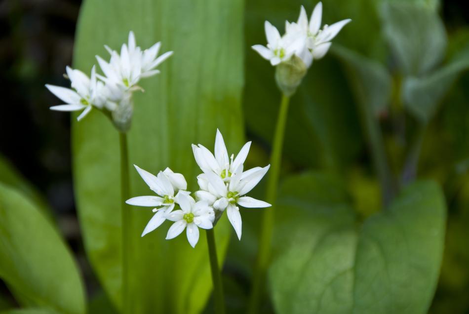 Ramsons Garden