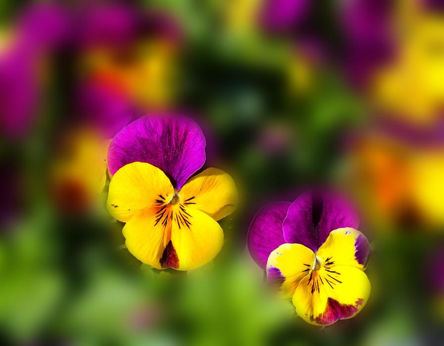 Macro shots of small bright flowers in spring