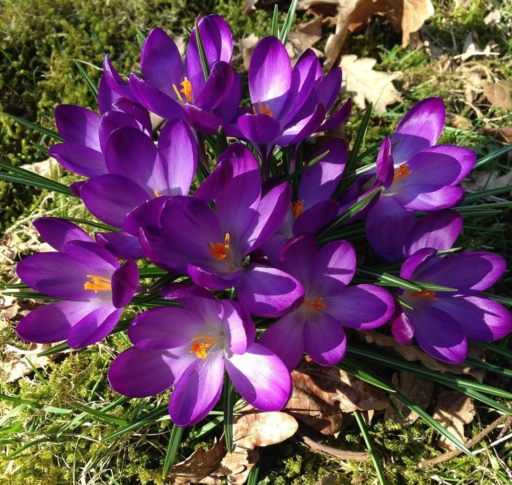 Crocus Spring Flowers