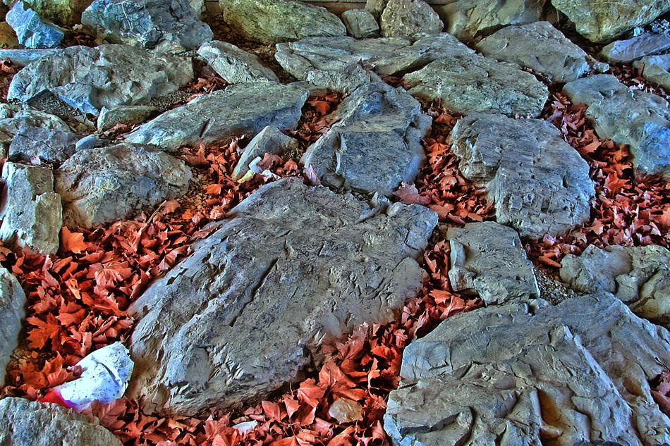 Rock Stones Leaves Hdr
