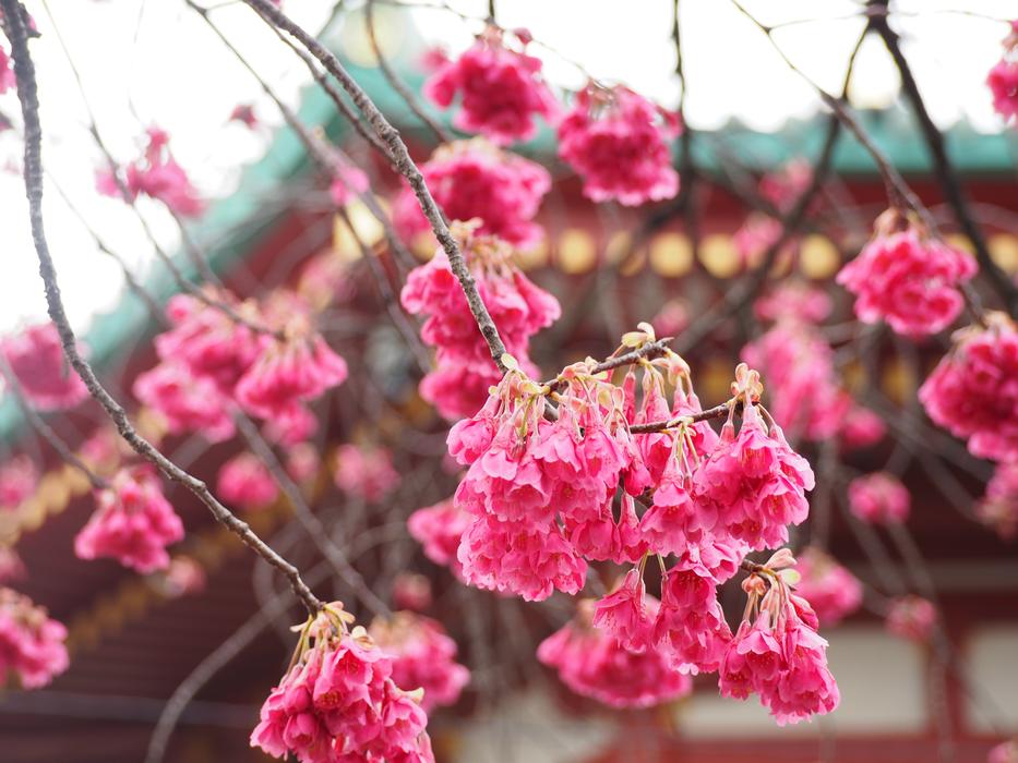 Scarlet Cherry Blossoms
