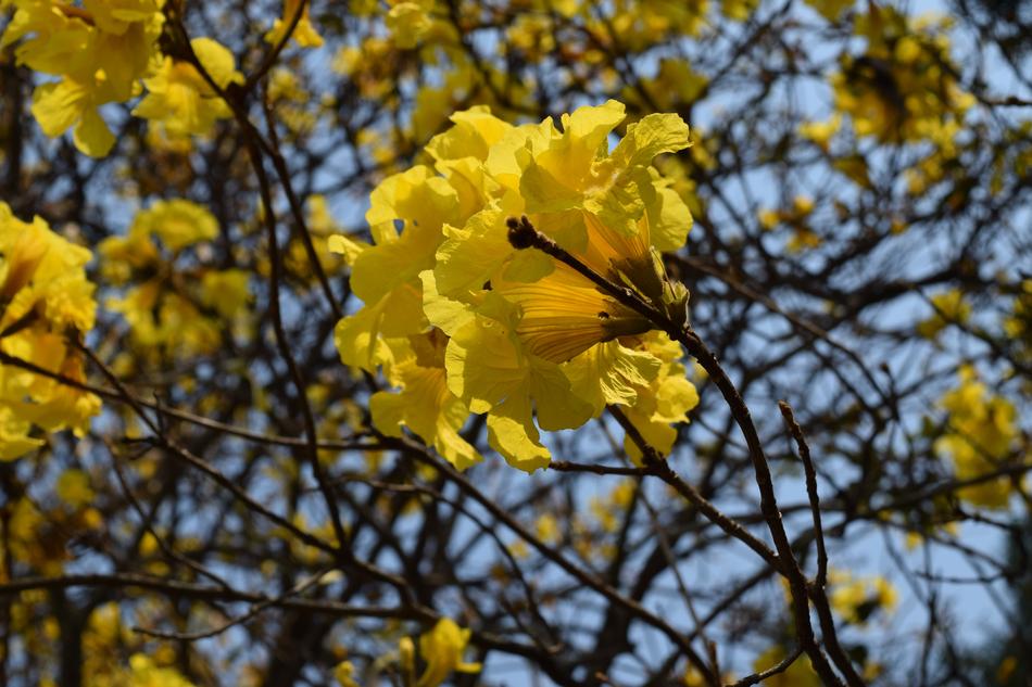 Drought Wind Flower A Yellow