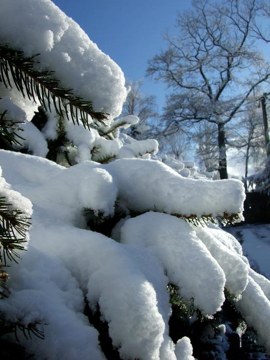 fluffy white snow on spruce branches