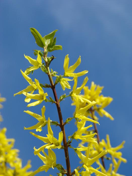 Yellow hanging leaves on the bush