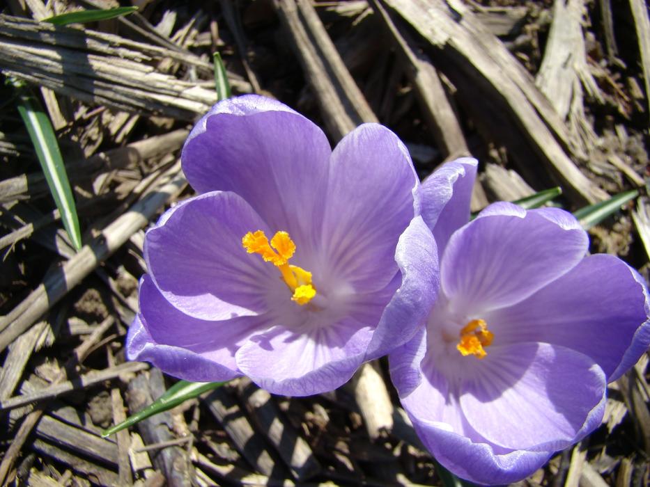 Flowers Violet Spring