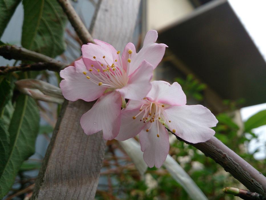 Cherry Blossoms Spring Wikiproject