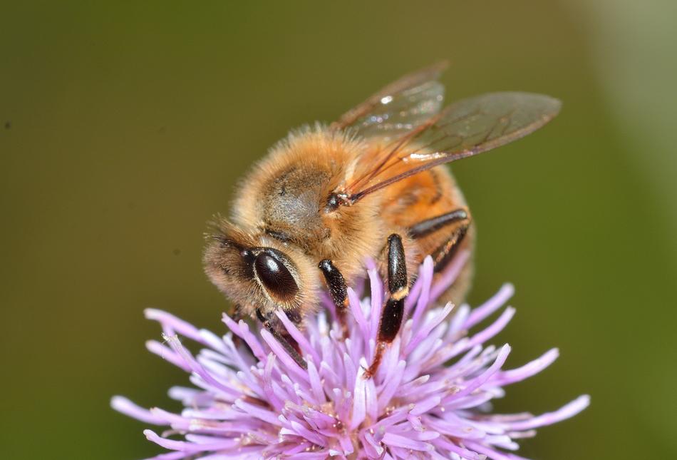 Hymenoptera Bee Apis